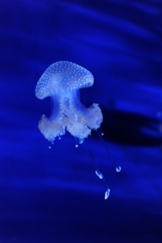 6-1-romano-paolo-jellyfish-italy-c